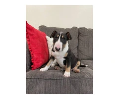 2 Christmas Bull Terrier puppies for sale - 3