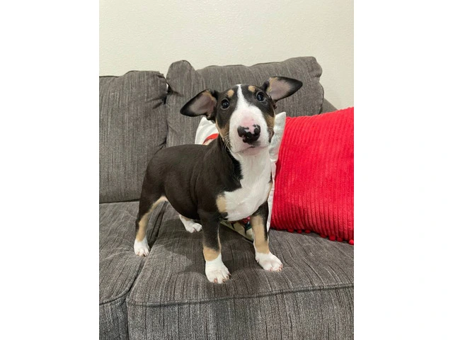 2 Christmas Bull Terrier puppies for sale - 4/4