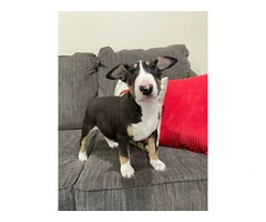 2 Christmas Bull Terrier puppies for sale - 4