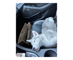 Alaskan Husky Puppy, Nola, Looking for Loving Home - 8