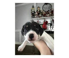 1 female and 4 male Jack Russell Terrier puppies