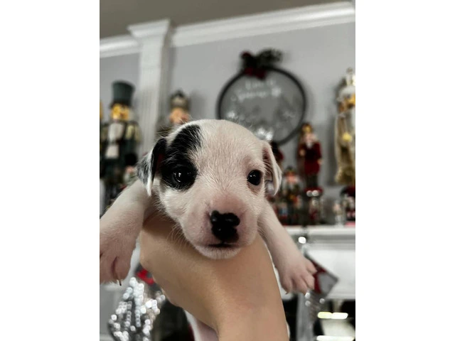 1 female and 4 male Jack Russell Terrier puppies - 2/4
