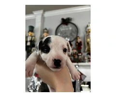 1 female and 4 male Jack Russell Terrier puppies - 2