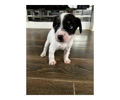 1 female and 4 male Jack Russell Terrier puppies - 3