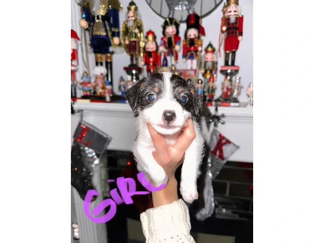 1 female and 4 male Jack Russell Terrier puppies - 4/4
