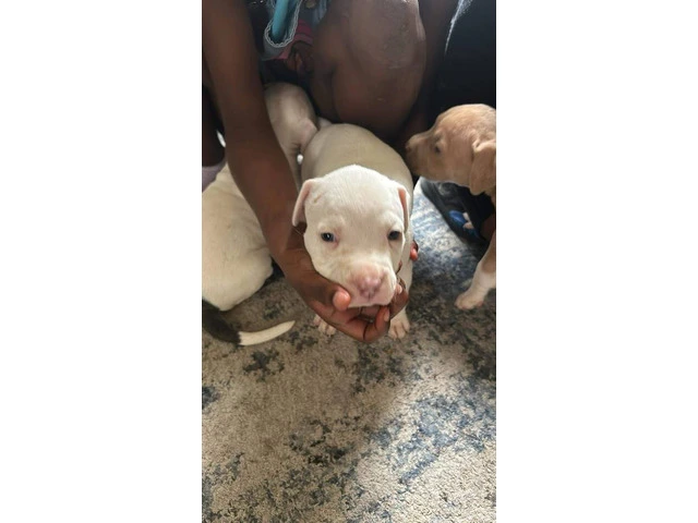 Puppy red nose pitbull - 1/9