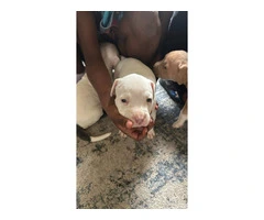 Puppy red nose pitbull - 1