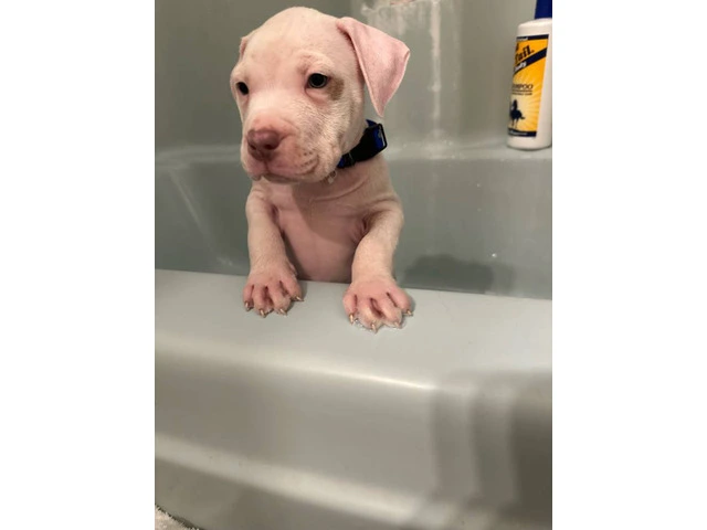 Puppy red nose pitbull - 2/9