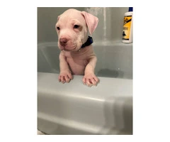 Puppy red nose pitbull - 2