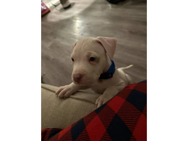 Puppy red nose pitbull - 3/9