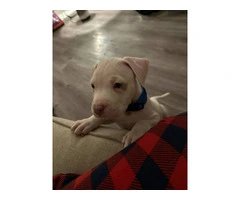 Puppy red nose pitbull - 3