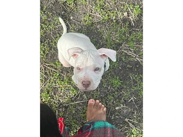 Puppy red nose pitbull - 5/9