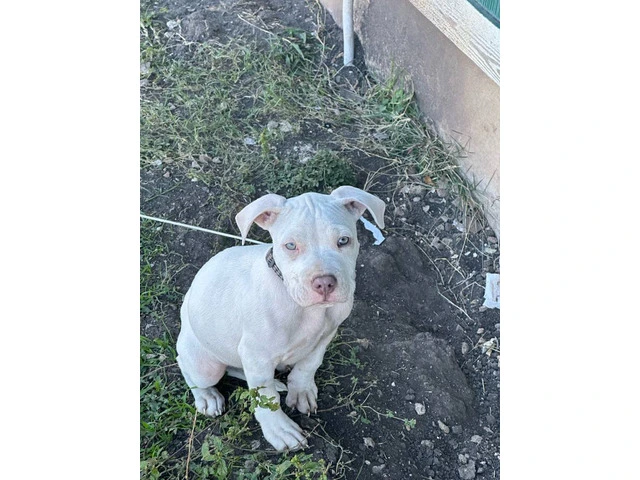 Puppy red nose pitbull - 6/9