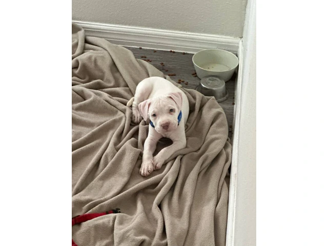 Puppy red nose pitbull - 7/9