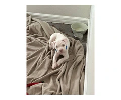 Puppy red nose pitbull - 7