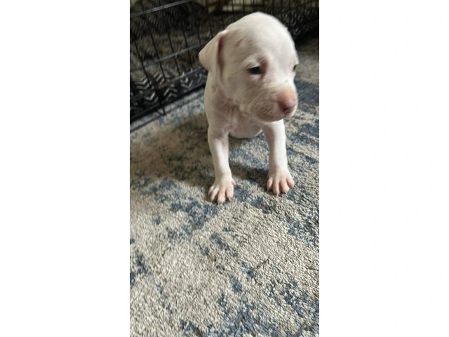 Puppy red nose pitbull - 8/9