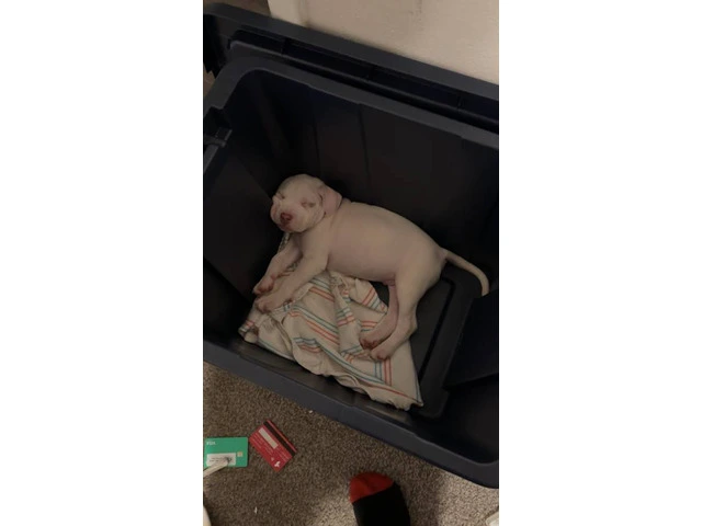 Puppy red nose pitbull - 9/9