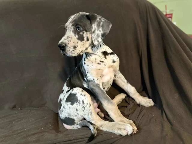 2 AKC Great Dane puppies for sale - 1/4