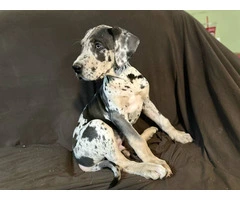 2 AKC Great Dane puppies for sale - 1
