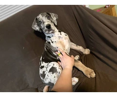 2 AKC Great Dane puppies for sale - 2