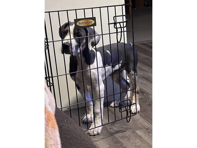 2 AKC Great Dane puppies for sale - 3/4