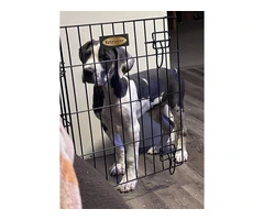2 AKC Great Dane puppies for sale - 3