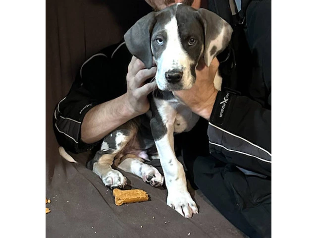 2 AKC Great Dane puppies for sale - 4/4