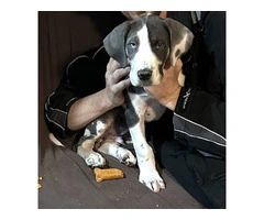 2 AKC Great Dane puppies for sale - 4