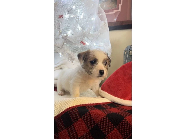 Registered Jack Russell puppies - 1/14