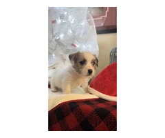 Registered Jack Russell puppies