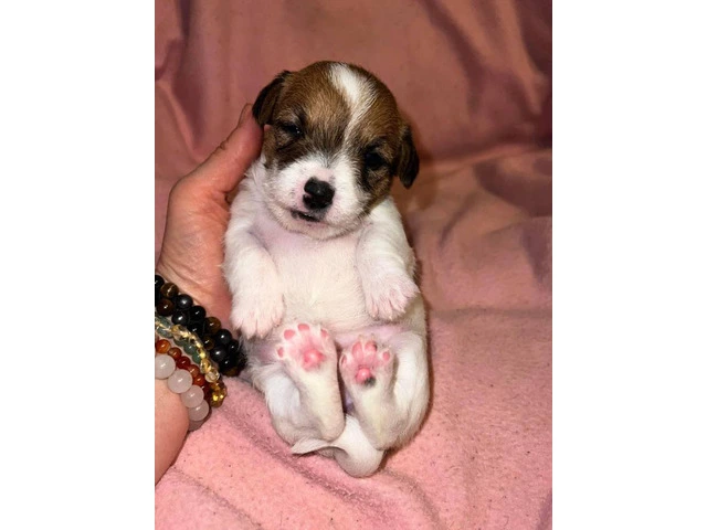 Registered Jack Russell puppies - 2/14