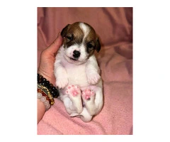 Registered Jack Russell puppies - 2