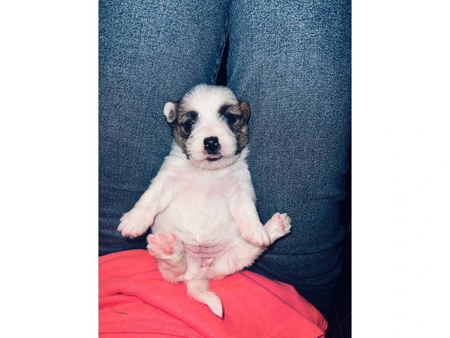 Registered Jack Russell puppies - 3/14