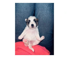 Registered Jack Russell puppies - 3