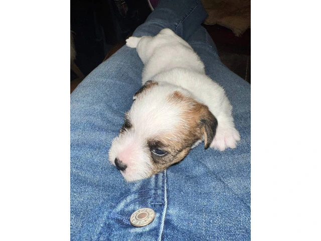 Registered Jack Russell puppies - 5/14