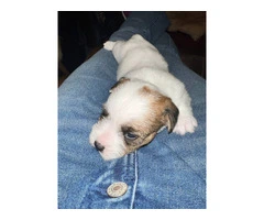 Registered Jack Russell puppies - 5
