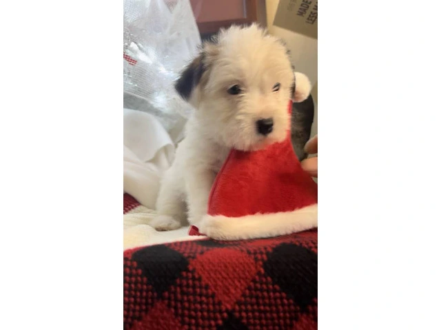 Registered Jack Russell puppies - 6/14