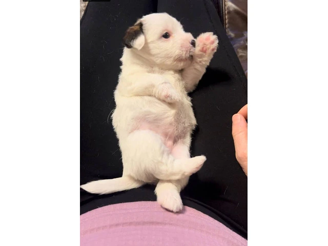 Registered Jack Russell puppies - 7/14
