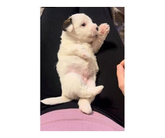 Registered Jack Russell puppies - 7