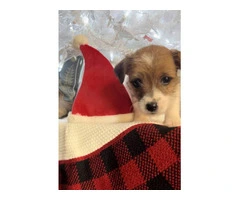 Registered Jack Russell puppies - 9