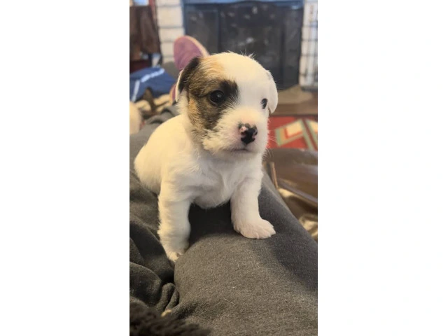Registered Jack Russell puppies - 10/14