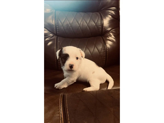 Registered Jack Russell puppies - 11/14