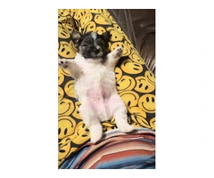 Registered Jack Russell puppies - 12