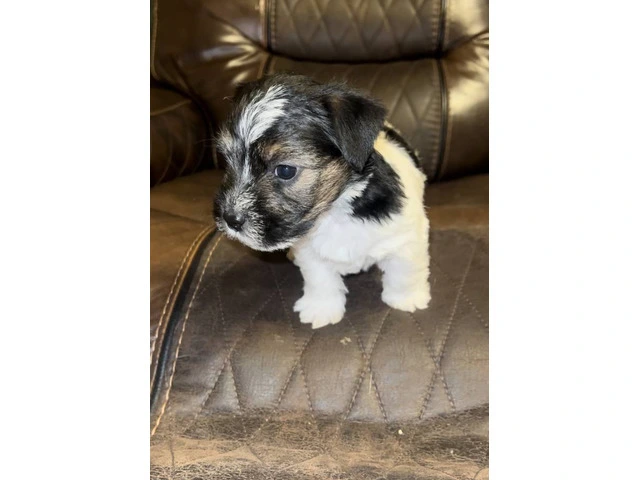 Registered Jack Russell puppies - 13/14