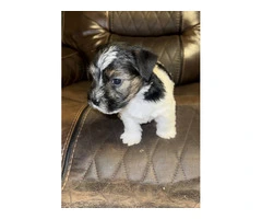 Registered Jack Russell puppies - 13