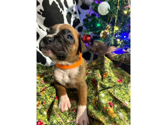 AKC Full-blooded Boxer puppies for sale - 1/9