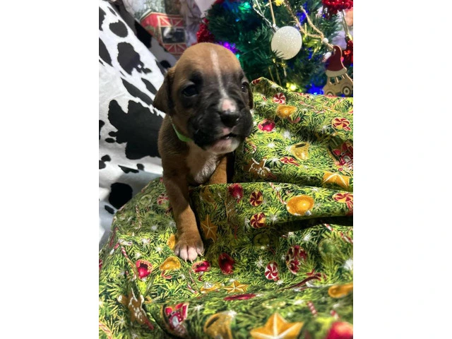 AKC Full-blooded Boxer puppies for sale - 2/9