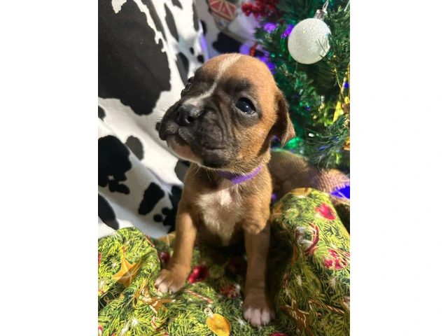 AKC Full-blooded Boxer puppies for sale - 3/9
