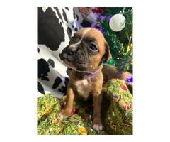 AKC Full-blooded Boxer puppies for sale - 3