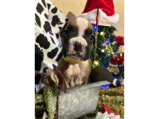 AKC Full-blooded Boxer puppies for sale - 4/9